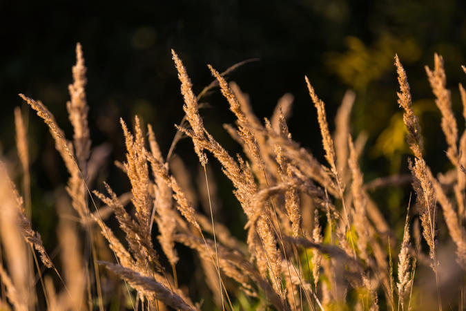 foxtail grass shining in the sun
