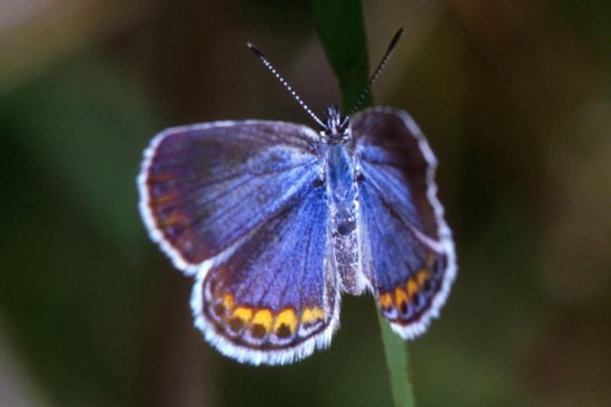 Karner Blue Butterfly