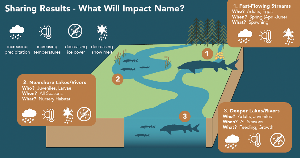 A graphic showing impacts on Name during different parts of its life cycle (lake sturgeon)