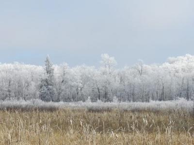 Snow covered tamarac forest refuge in MI.</body></html>