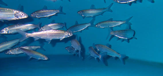 A school of fish under water. 