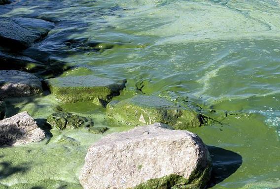 Cyanobacteria in Lake Superior.</body></html>