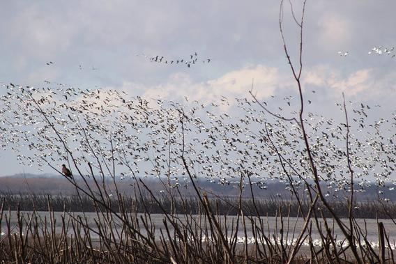 Flock of birds flying over wetlands. 