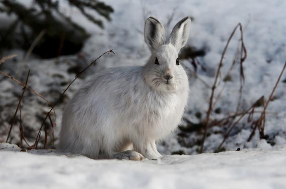 Snowshoe hare in the snow. 