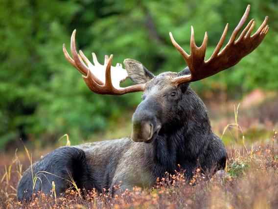 Moose lying down. 