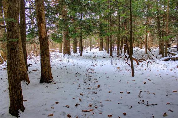 Forest floor covered in snow.