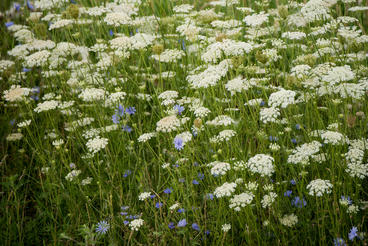 white flowers in a field