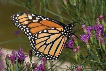 Monarch butterfly on purple flowers