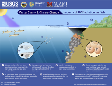 Graphic showing water clarity & climate change, Impacts of UV radiation on fish. 