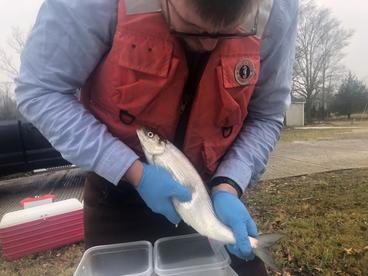 Figure: A USGS researcher spawns cisco (Coregonus artedi) on shore as part of conservation efforts to restore coregonines to the Great Lakes.