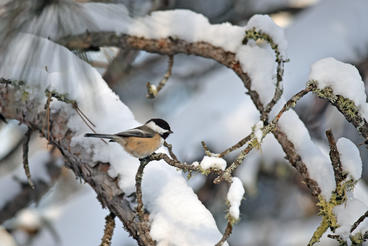 Black capped chickadee sitting on a snowy branch
