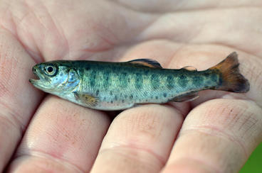 Small fish held in a person's hand