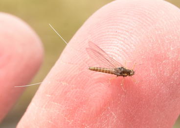 Mayfly on someone's finger