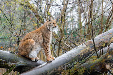 Lynx sitting on a fallen tree