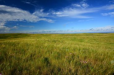 Sunny expansive native prairie 