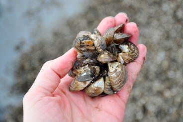 A handful of mussels 
