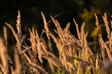 foxtail grass shining in the sun
