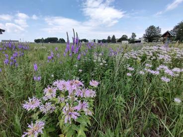 Purple flowers in a prairie