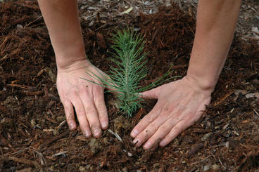 Tree seedling being planted, one hand on either side of it pressing into the dirt