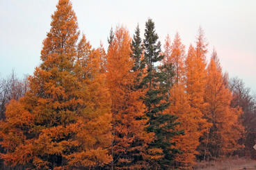 A stand of tall trees starting to turn orange.